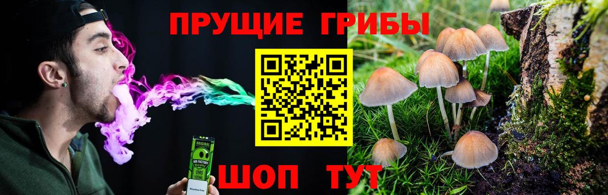 Псилоцибиновые грибы Psilocybe Екатеринбург
